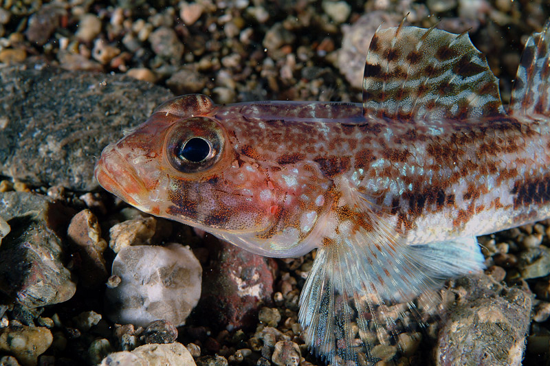 Gobius geniporus